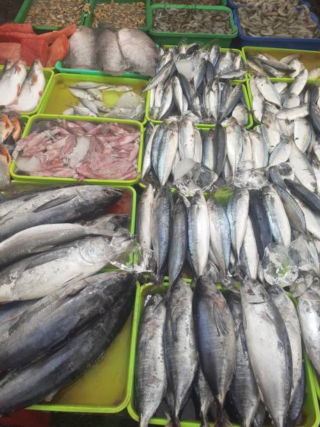 istock Various kinds of raw fish on trays 1613565562