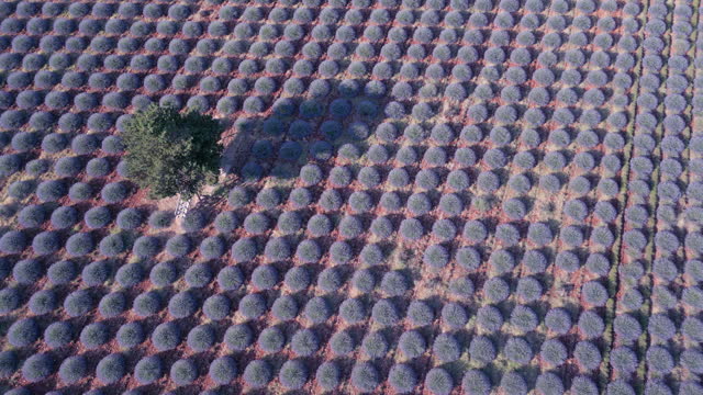 Aerial drone view of field of purple lavender flowers