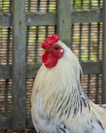 A cock looking proud