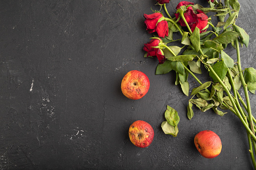 Withered, decaying, roses flowers and apples on black concrete background. top view, flat lay, copy space, still life. Death, depression concept.