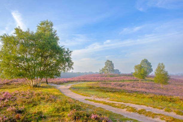 istock Path through a blooming heather field in a heathland landscape during sunrise in summer 1613574158