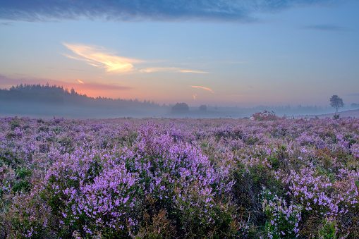 idyllic scenery around Wiesenfelden in the Bavarian Forest at summer time