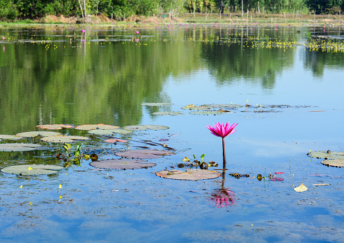 A waterlily flower blooming on the reflection lake in Mekong Delta, Vietnam.