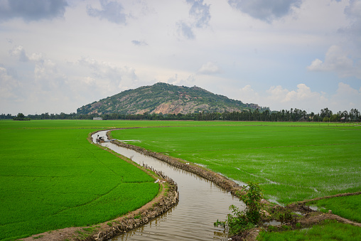 Rice field in Mekong Delta, Southern Vietnam. The Mekong Delta is a rich lush area where the mighty Mekong River stretches out to the sea.