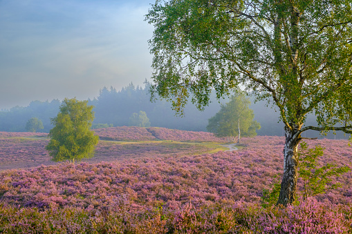 Blooming Heather plants in Heathland landscape during sunrise in summer with birch trees in the Veluwe nature reserve in Gelderland, Netherlands.