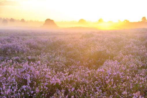 Blooming lavender field under the red colors of the summer sunset