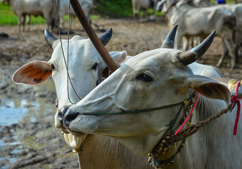 Cows on rice field during ox racing festival in Mekong Delta, Vietnam. Ox race is a typical sport of the Khmer ethnics in Bay Nui, An Giang province.
