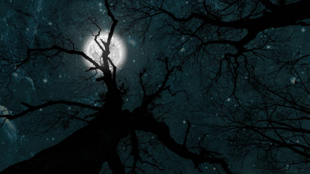 istock night sky in the forest with stars and moon 1613579498
