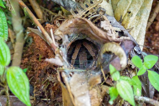 A Malaysian Purple Femur Tarantula guards her tree burrow in the jungle of Fraser's Hill. Giant Spider (Coremiocnemis hoggi) in the hole