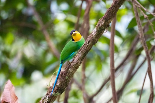 istock Long-tailed Broadbill (Psarisomus dalhousiae) bird perching on branch in tropical rainforest. Beautiful colourful bird in Fraser's Hill, Malaysia. Black, yellow, green, blue bird 1613581680