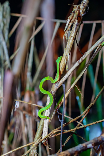 Sabah Bamboo Pitviper (Trimeresurus sabahi) crawling on a dry tree branch. Green pit viper in Fraser's Hill National Park, Malaysia. Poison snake in rainforest