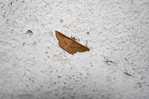 Close up a brown geometer moth perching on a wall in the night