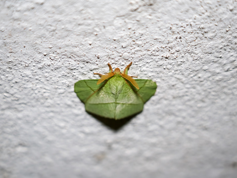 Close up a green Trabala pallida moth, roseapple caterpillar moth or small-tent moth perching on a wall in the night