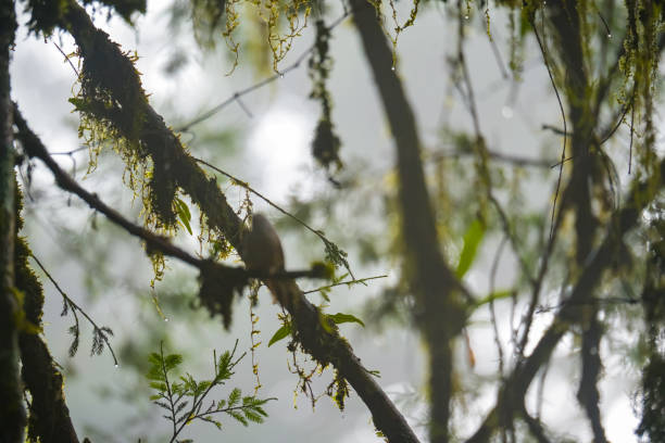tannenzweig im sommer mit regentropfen und tau aus der nähe. frühling von nadelbaumzweigen nach regen am frühen morgen. schöner naturhintergrund - fog wet rain tree stock-fotos und bilder
