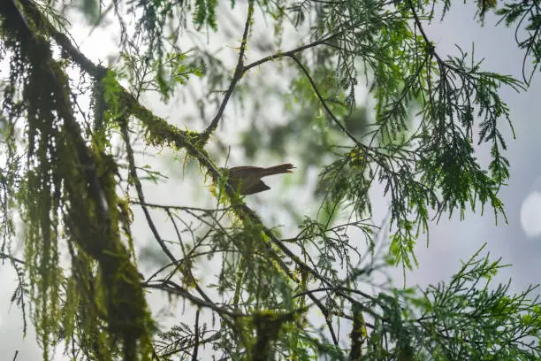 Photo of Close up a bird on a pine twig in summer with raindrops and dew. Spring of coniferous tree branches after rain in early morning