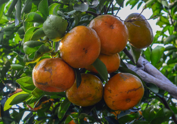 istock Fresh mandarin fruits on the trees 1613594176