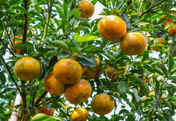 istock Fresh mandarin fruits on the trees 1613594545