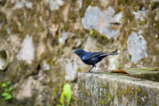 istock A White-tailed Robin standing on the ground in Fraser's Hill. Cute black and white bird on blurred nature background. Birdwatching, birding in Malaysia 1613594742