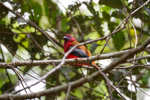 istock Beautiful Red-headed Trogon bird (Harpactes erythrocephalus) perching on a branch in nature twigs environment. Fraser's Hill, Malaysia 1613600172