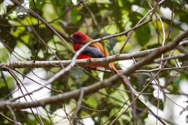 istock Beautiful Red-headed Trogon bird (Harpactes erythrocephalus) perching on a branch in nature twigs environment. Fraser's Hill, Malaysia 1613600207