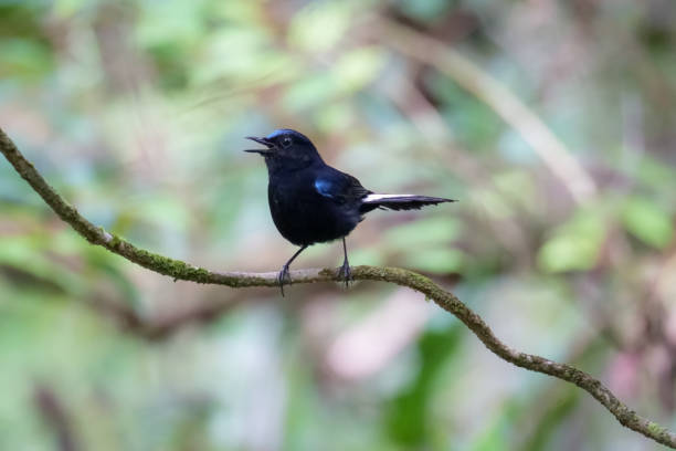 istock A White-tailed Robin perched on a tree branch in Fraser's Hill. Cute black and white bird on blurred nature background. Birdwatching, birding in Malaysia 1613602359