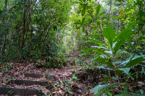 istock Tropical Rainforest. Hiking trail in Fraser's Hill Forest, Malaysia. A pathway in jungle surrounded by green bushes and leaves. Lush foliage in tropical climate 1613602910