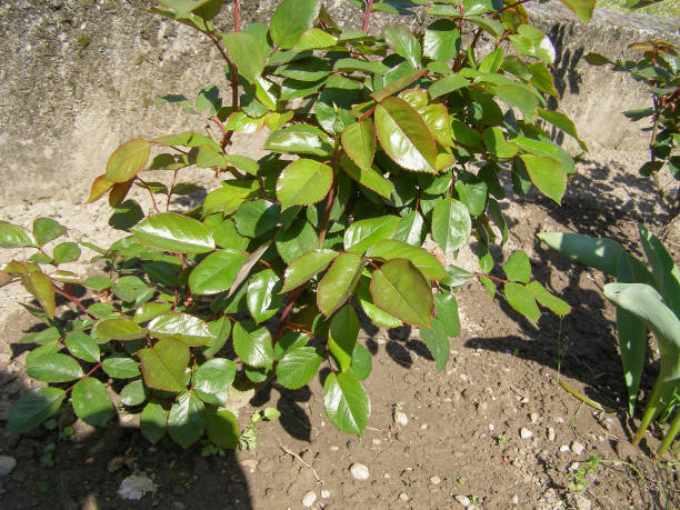istock rose plant scient. name Rosa 1613605148