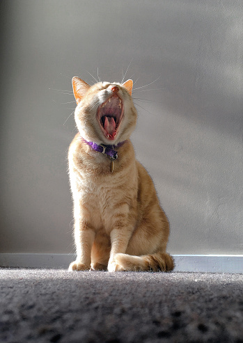 Cats yawn for a variety of reasons, but it's often connected to how sleepy they're feeling. Sometimes they yawn as a way to try to stay awake when they're tired, just like humans do. The act of yawning means they're quickly inhaling extra oxygen, which can stimulate blood flow in their brains.