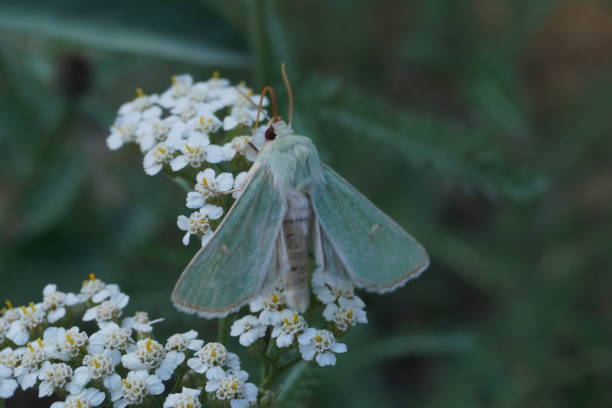 istock small blue, green and white moth on small white flowers, with proboscis 1613608589