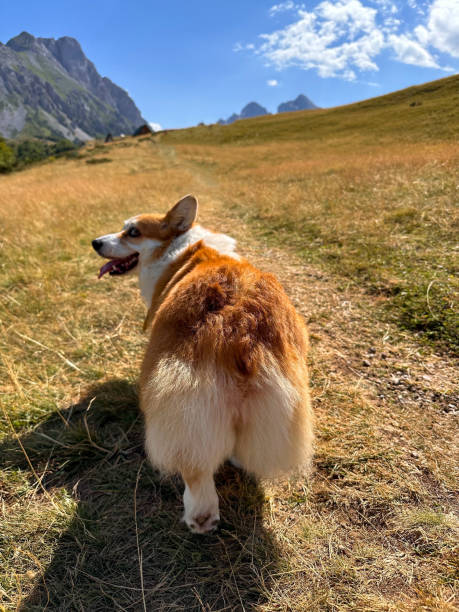 istock The view from behind is on a luxurious fluffy corgi-butt in the mountains 1613614095