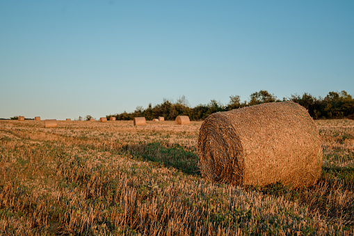 Vintage picture of a large bale of hay on a field in Sweden