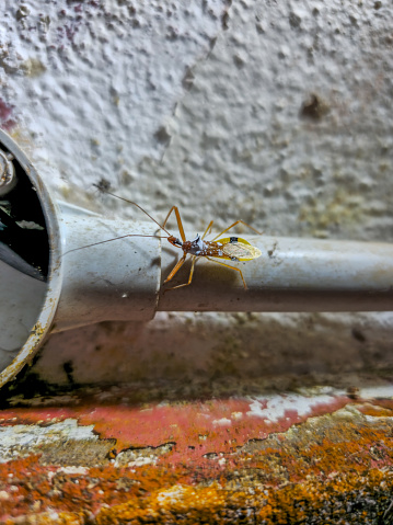 Close up an Assassin Bug (Epidaus famulus, Harpactorinae, Reduviidae) perching on a pipe and wall in the night