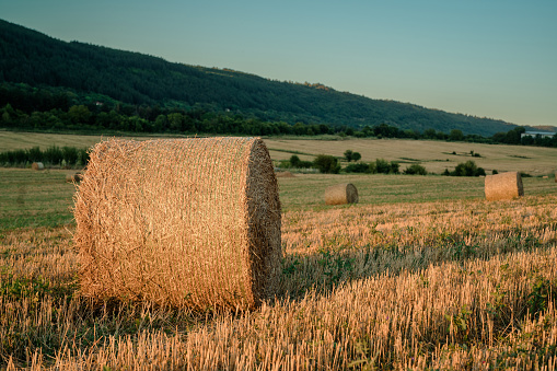 Bales of mowed grass in the meadow and cloudy sky. Stankow, Poland