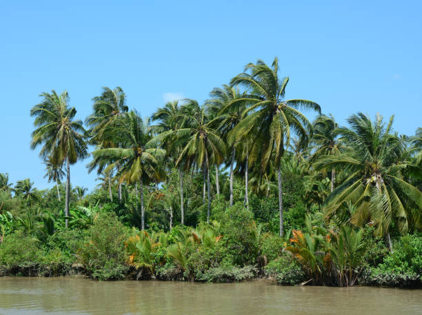 istock Coconut trees in Mekong Delta, Vietnam 1613617475