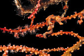 Master of Camouflage, Denise's Pygmy Seahorse Hippocampus denise, Triton Bay, Indonesia