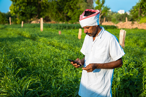 Mature Indian farmer holding a master credit debit card with mobile phone doing mobile internet banking for payments standing in field copy space to write text, technology and agriculture concept