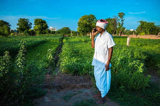 Indian farmer man talking on phone while standing in green field, agriculture and technology concept, 5g network