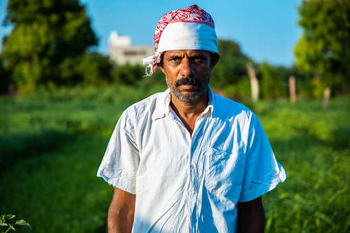 Portrait of indian farmer with serious intense look on his face standing in green agriculture field outdoor.