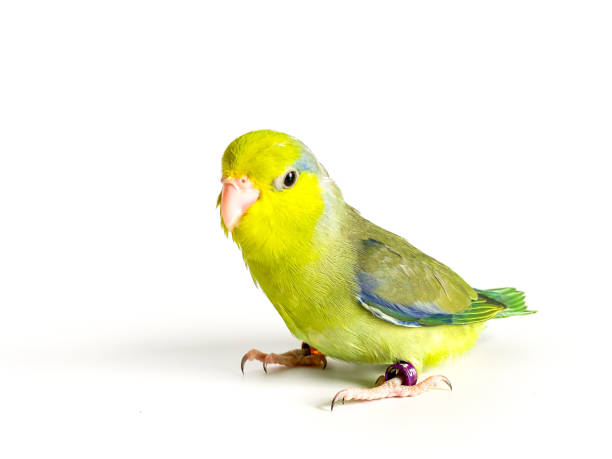 istock Forpus parrot bird on the white background 1613633516
