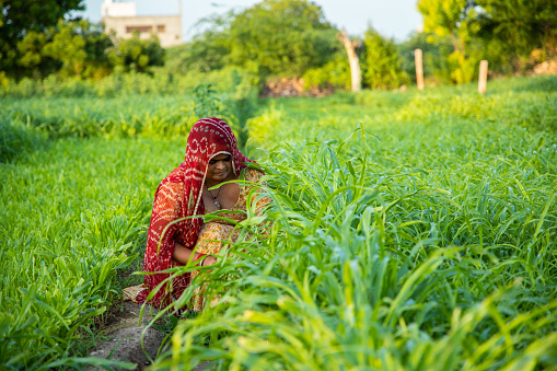 Indian woman farmer working in green agriculture field, female pick leaves, harvesting, village life.