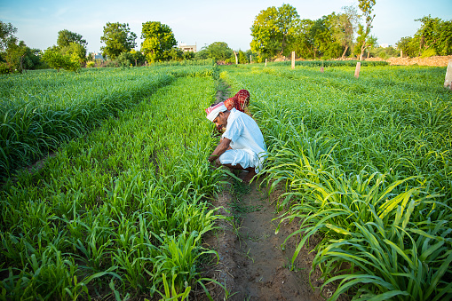 Indian farmers working in green agriculture field, man and woman works together pick leaves, harvesting , village life.