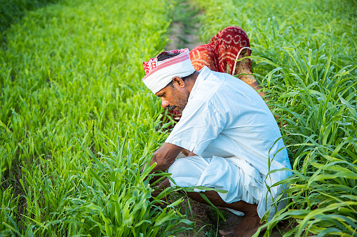 Indian farmers working in green agriculture field, man and woman works together pick leaves, harvesting , village life. copy space