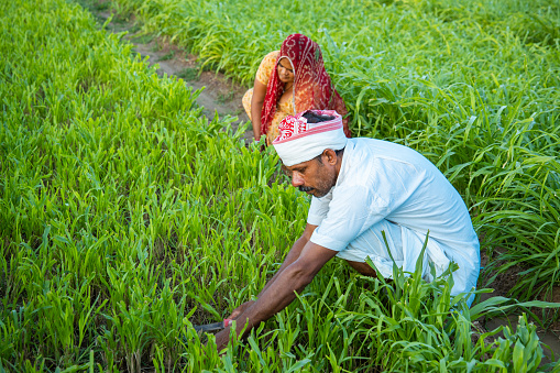 Indian farmers working in green agriculture field, man and woman works together pick leaves, harvesting , village life. copy space