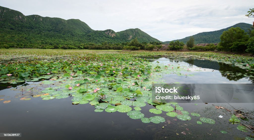 Lotus pond with mountain background Vietnam flower, lotus flower bloom in pink, green leaf on water, lotus pond at Nha Trang countryside, Viet Nam, ecology environment so beautiful, harmony and amazing. Asia Stock Photo