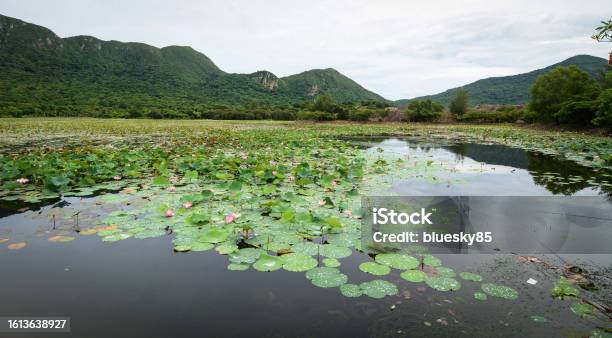 Lotus Pond With Mountain Background Stock Photo - Download Image Now - Asia, Awe, Beauty