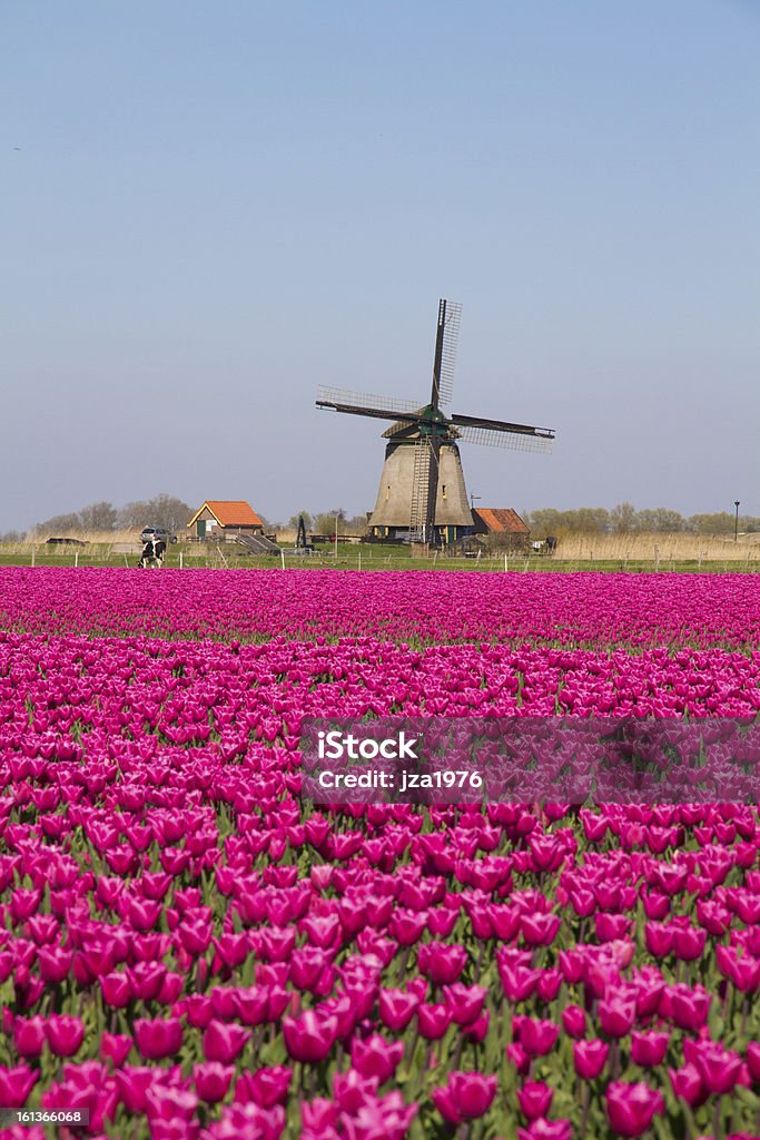 Magenta flower field with windmill and blue sky A coloured tulip field in The Netherlands with a typical Dutch windmill at the horizon. A nice Spring picture! Agricultural Field Stock Photo