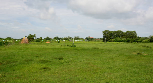 istock Grass field in Mekong Delta, Vietnam 1613662735
