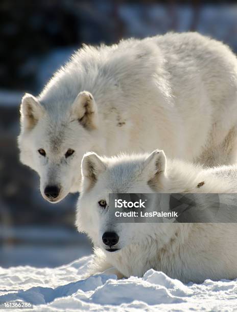 Photo libre de droit de Deux Arctic Wolves banque d'images et plus d'images libres de droit de Animaux à l'état sauvage - Animaux à l'état sauvage, Arctique, Blanc