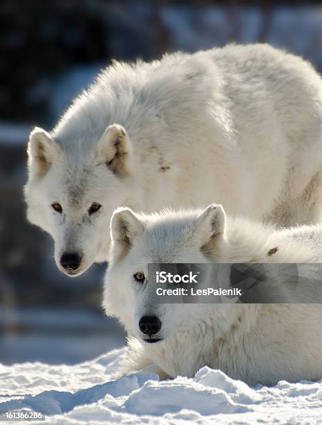 두 북극해 울브즈 개과에 대한 스톡 사진 및 기타 이미지 - 개과, 겨울, 기민