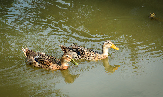 Ducks swimming on the pond in Mekong Delta, Southern Vietnam.